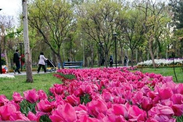 ۲ بوستان مهم شهر مشهد در بهار ۱۴۰۵ میزبان ۱۴۰ هزار گل لاله هستند | لاله‌باران ملت و وکیل‌آباد