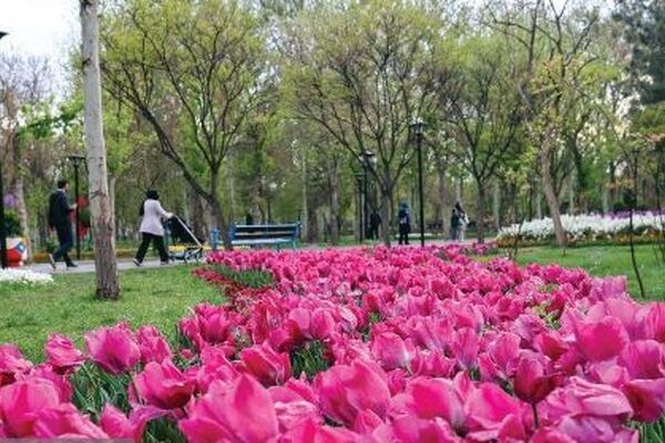 ۲ بوستان مهم شهر مشهد در بهار ۱۴۰۵ میزبان ۱۴۰ هزار گل لاله هستند | لاله‌باران ملت و وکیل‌آباد