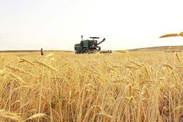 خرید تضمینی 250هزار تن گندم در خراسان رضوی