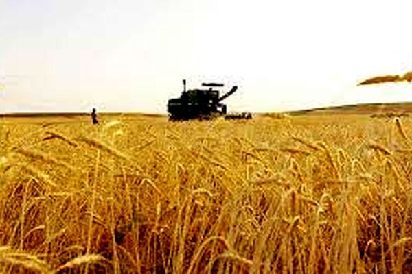 خرید تضمینی 250هزار تن گندم در خراسان رضوی