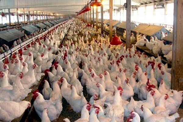 هشدار دامپزشکی به مرغداران