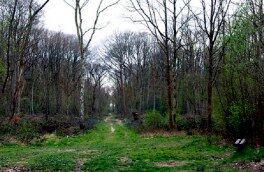 واقعیت صدای «جنگل جیغ»؛ ارواح سرگردان جیغ نمی کشند!