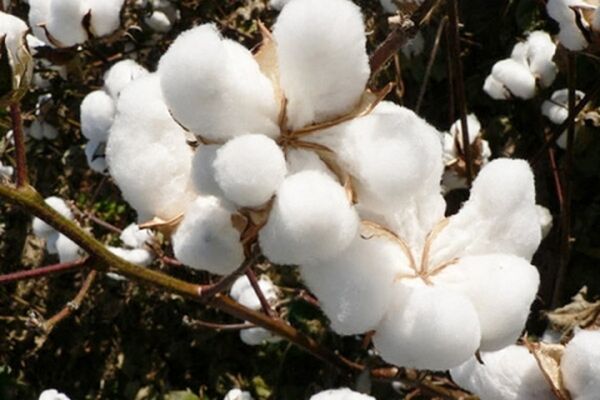 واردات پنبه، کمر تولیدکنندگان داخلی را شکست