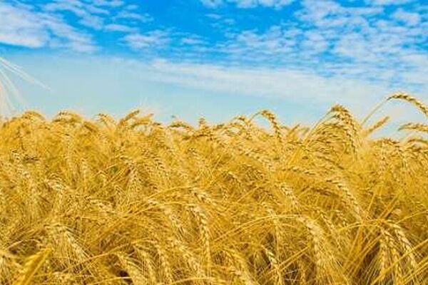 150 هزار هکتار کشت پائیزه گندم در خراسان رضوی