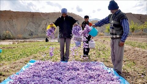 تب کاشت زعفران