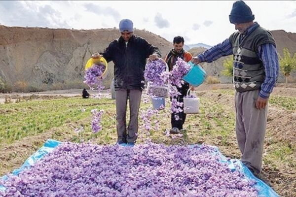 تب کاشت زعفران