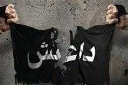 لحظه لو رفتن داعشی پشت درخت+ فیلم