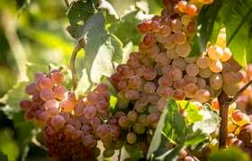 یارانه 500 تومانی برای تولید کشمش