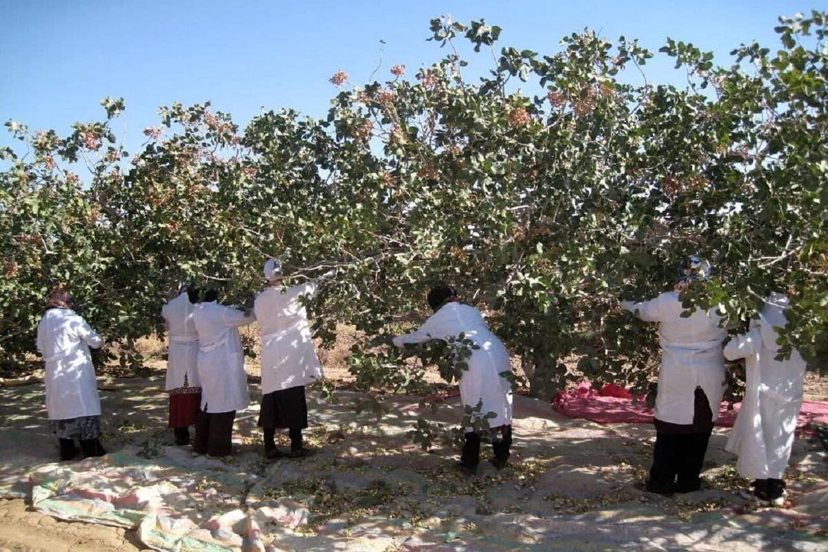 جشنواره ملی پسته در «مه‌ولات» خراسان رضوی برگزار شد