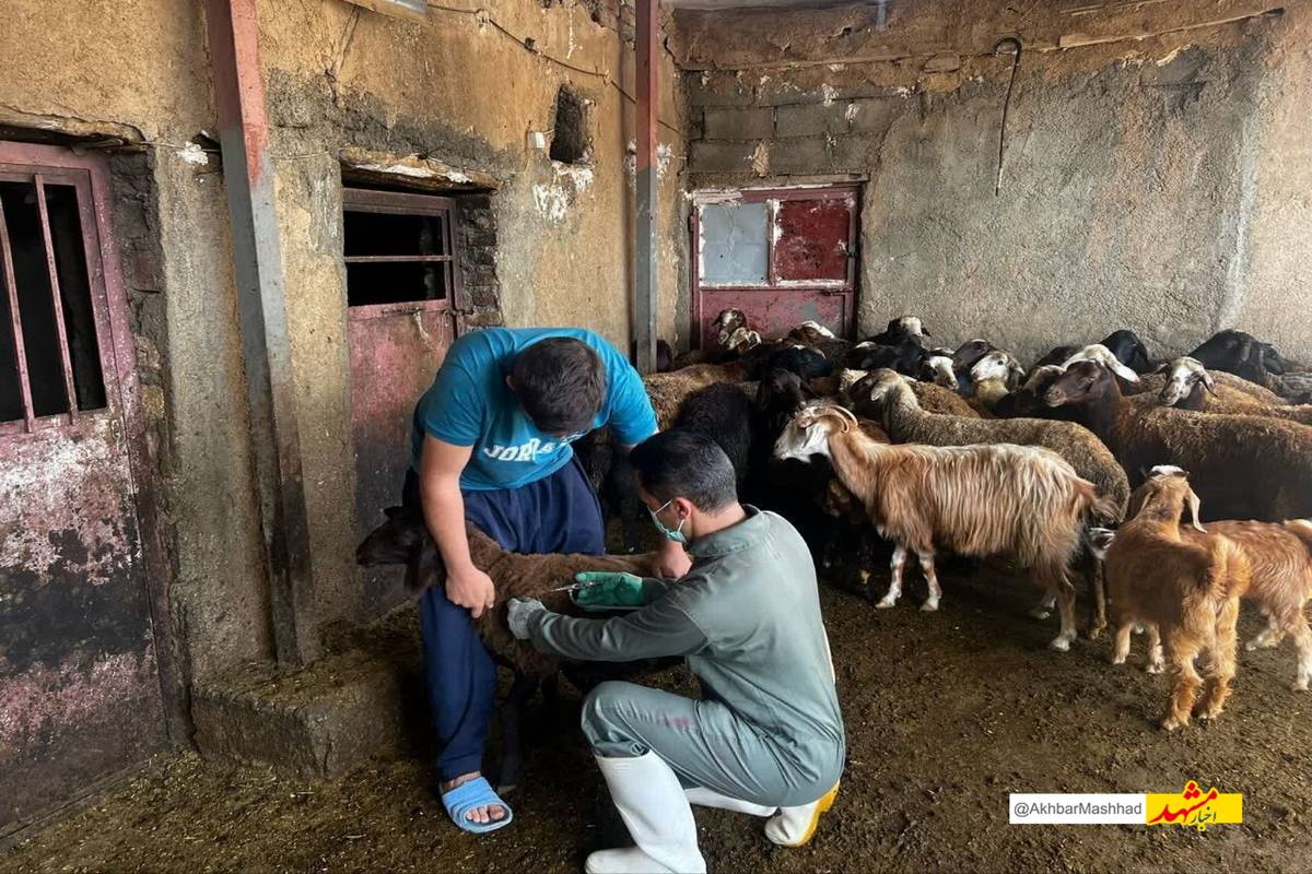 اداره کل دامپزشکی استان، اقدامات و تدابیر صورت گرفته علیه سویه های بومی و غیربومی تب برفکی را تشریح کرد
