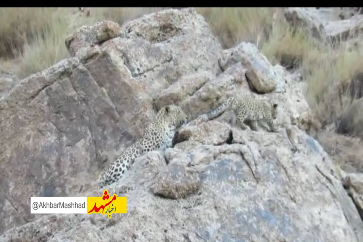 ثبت حضور ۲ قلاده یوز در شمال شهرستان سبزوار