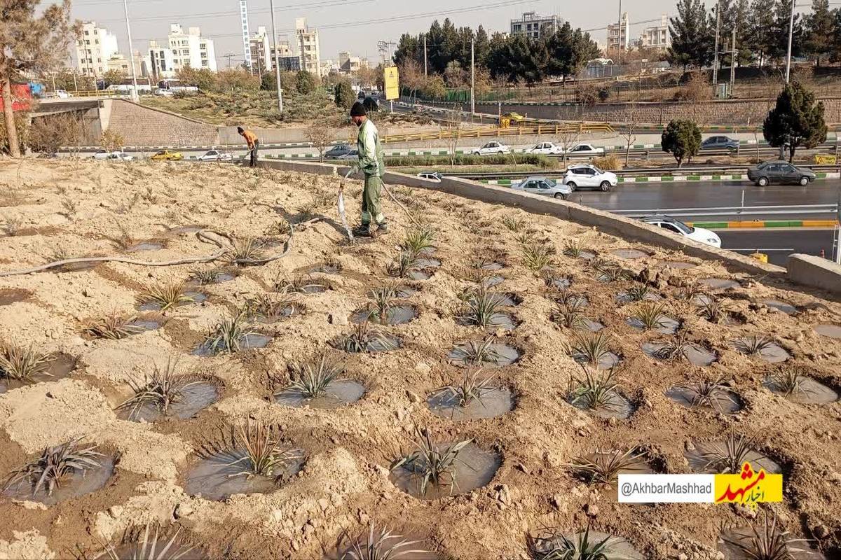پیشرفت ۶۰ درصدی پروژه احداث فضای سبز در تقاطع غیرهمسطح انقلاب منطقه ۸

