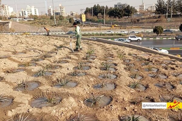 پیشرفت ۶۰ درصدی پروژه احداث فضای سبز در تقاطع غیرهمسطح انقلاب منطقه ۸
