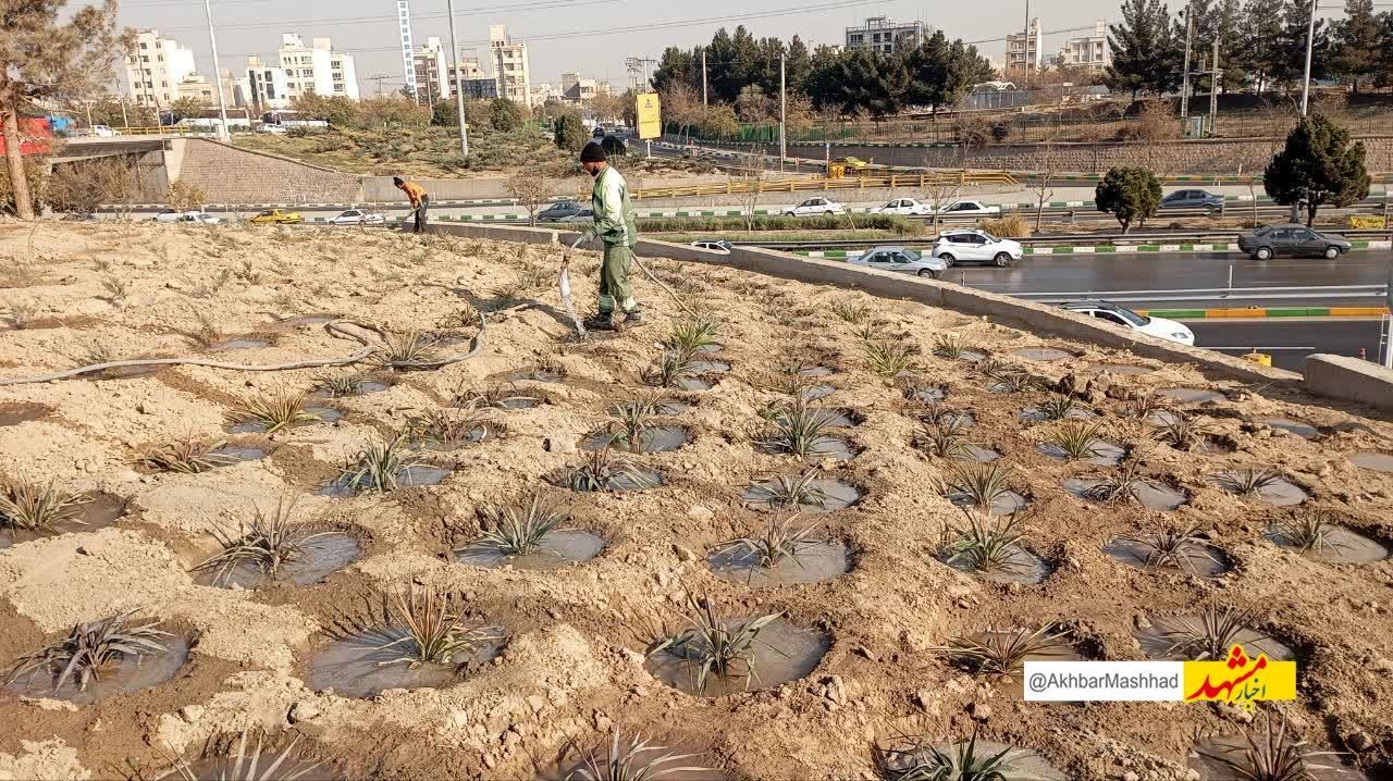 پیشرفت ۶۰ درصدی پروژه احداث فضای سبز در تقاطع غیرهمسطح انقلاب منطقه ۸
