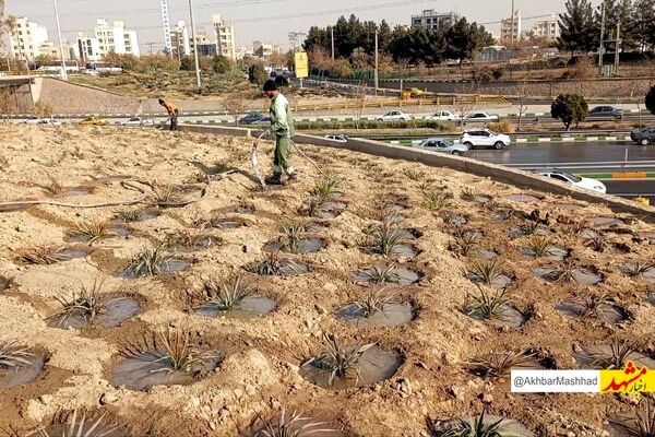 پیشرفت ۶۰ درصدی پروژه احداث فضای سبز در تقاطع غیرهمسطح انقلاب منطقه ۸

