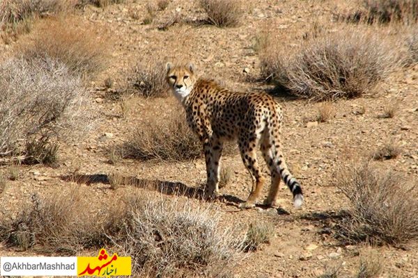 ثبت حضور یک قلاده یوزپلنگ آسیایی در ‌سبزوار