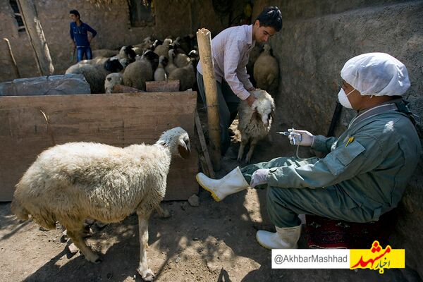 قرارگاه بیماری تب برفکی در اداره کل دامپزشکی خراسان رضوی تشکیل شد