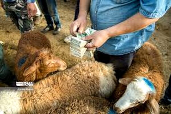 پیش‌بینی افزایش قیمت دام زنده با نزدیک شدن به عید قربان در مشهد