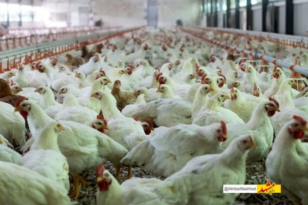 طرح ملی مراقبت آنفلوانزای فوق حاد پرندگان در خراسان رضوی آغاز شد