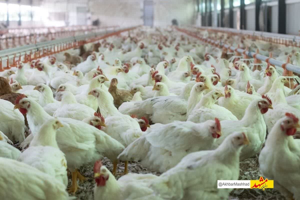 طرح ملی مراقبت آنفلوانزای فوق حاد پرندگان در خراسان رضوی آغاز شد