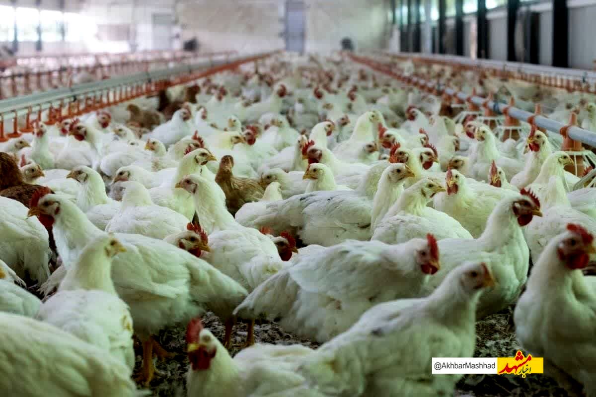طرح ملی مراقبت آنفلوانزای فوق حاد پرندگان در خراسان رضوی آغاز شد