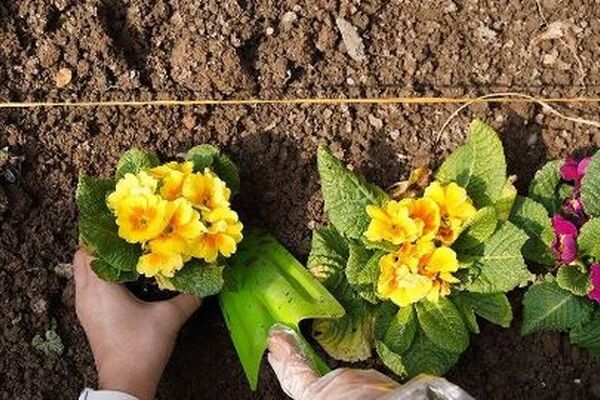 کاشت ۱.۷ میلیون بوته گل پاییزه در مشهد