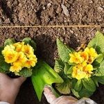کاشت ۱.۷ میلیون بوته گل پاییزه در مشهد
