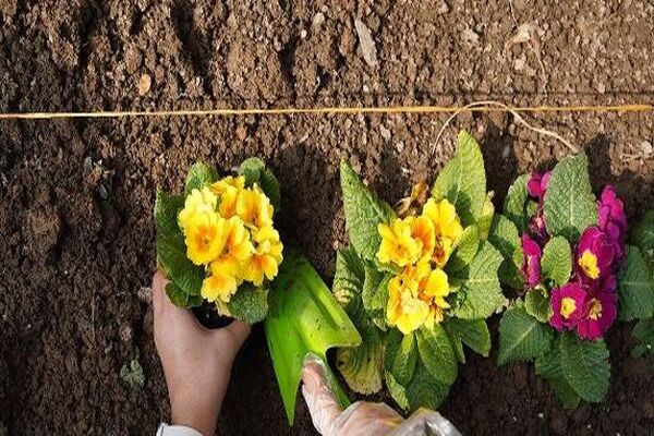 کاشت ۱.۷ میلیون بوته گل پاییزه در مشهد