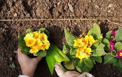 کاشت ۱.۷ میلیون بوته گل پاییزه در مشهد