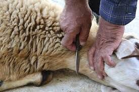 رعایت توصیه‌های بهداشتی به شهروندان در ذبح دام روز عید قربان + آدرس مراکز مجاز در مشهد