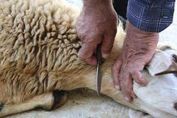 رعایت توصیه‌های بهداشتی به شهروندان در ذبح دام روز عید قربان + آدرس مراکز مجاز در مشهد