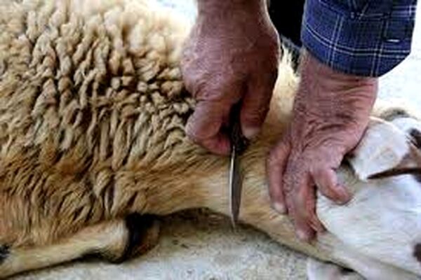 رعایت توصیه‌های بهداشتی به شهروندان در ذبح دام روز عید قربان + آدرس مراکز مجاز در مشهد