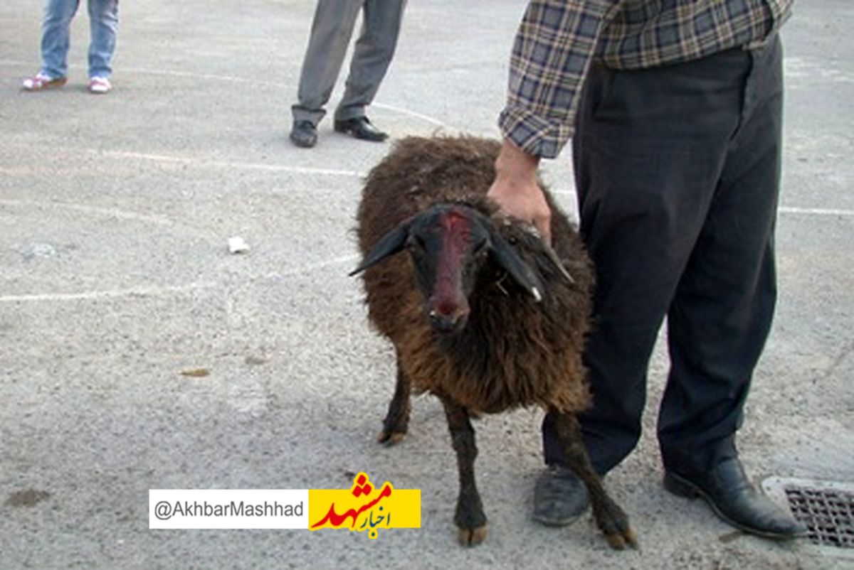 آماده باش کامل دامپزشکی خراسان رضوی در دهه پایانی ماه صفر