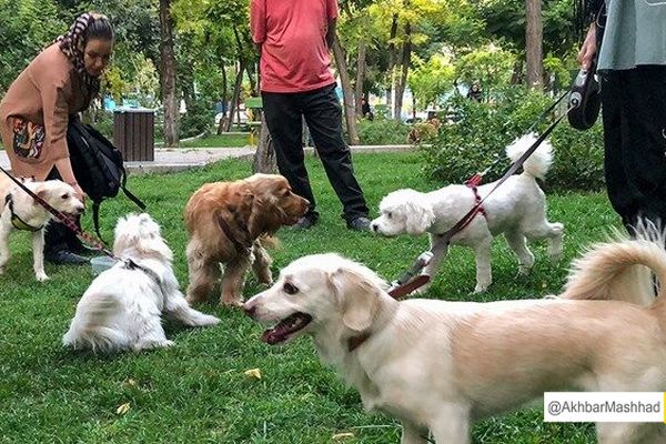 سگ گردانی در کاشمر ممنوع شد