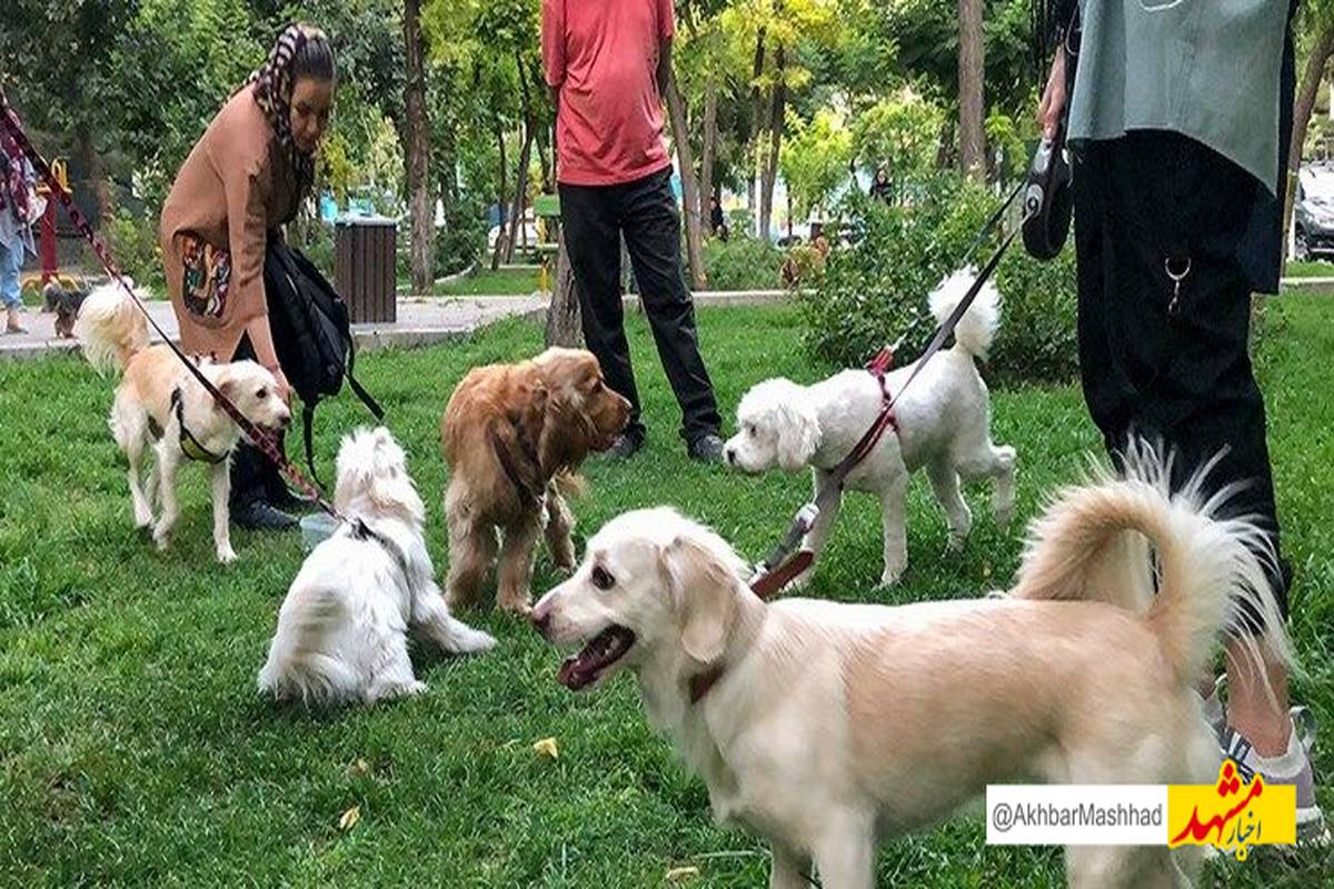 سگ گردانی در کاشمر ممنوع شد