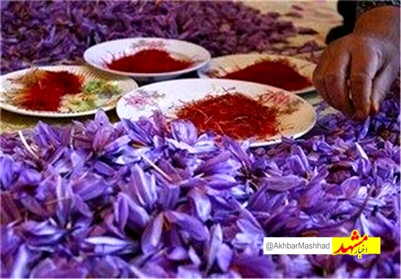 نام تجاری زعفران خراسان رضوی ثبت جهانی می‌شود/صادرات 214 تن زعفران به 71 کشور دنیا
