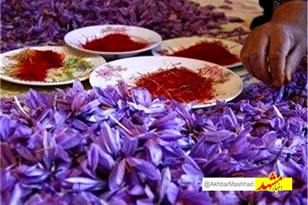 نام تجاری زعفران خراسان رضوی ثبت جهانی می‌شود/صادرات 214 تن زعفران به 71 کشور دنیا