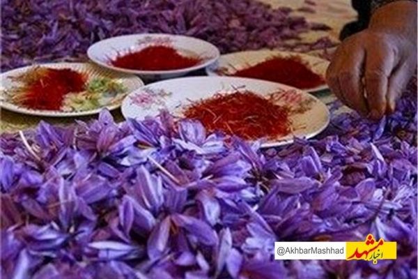 نام تجاری زعفران خراسان رضوی ثبت جهانی می‌شود/صادرات 214 تن زعفران به 71 کشور دنیا
