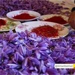 نام تجاری زعفران خراسان رضوی ثبت جهانی می‌شود/صادرات 214 تن زعفران به 71 کشور دنیا