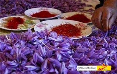 نام تجاری زعفران خراسان رضوی ثبت جهانی می‌شود/صادرات 214 تن زعفران به 71 کشور دنیا