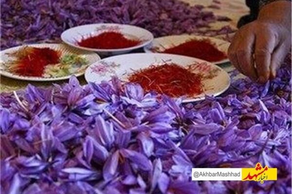 نام تجاری زعفران خراسان رضوی ثبت جهانی می‌شود/صادرات 214 تن زعفران به 71 کشور دنیا