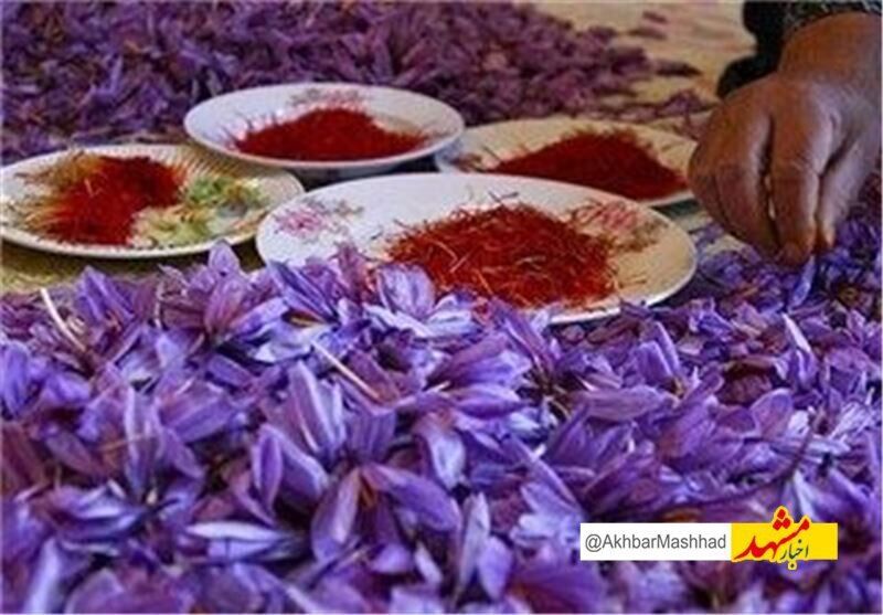 نام تجاری زعفران خراسان رضوی ثبت جهانی می‌شود/صادرات 214 تن زعفران به 71 کشور دنیا