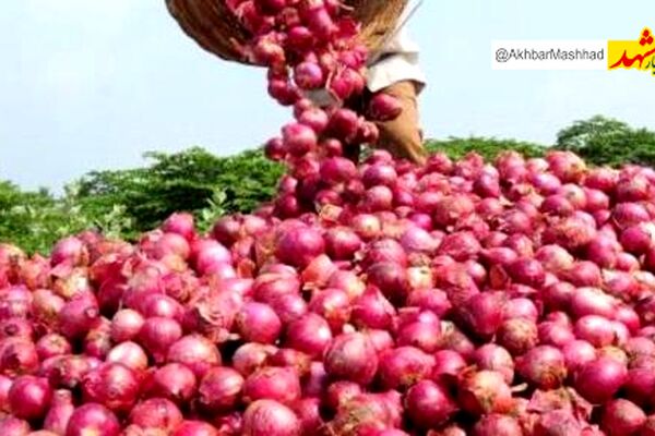 صرفه‌جویی ۳.۴ میلیون مترمکعبی آب با توسعه آبیاری نوین در کشت پیاز خراسان رضوی