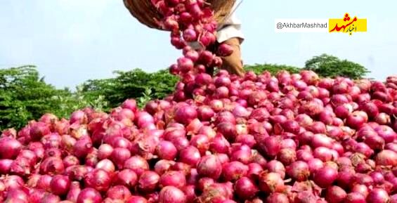 صرفه‌جویی ۳.۴ میلیون مترمکعبی آب با توسعه آبیاری نوین در کشت پیاز خراسان رضوی