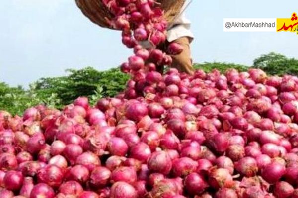 صرفه‌جویی ۳.۴ میلیون مترمکعبی آب با توسعه آبیاری نوین در کشت پیاز خراسان رضوی