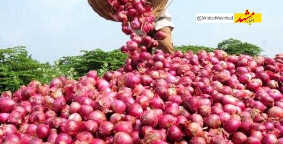 صرفه‌جویی ۳.۴ میلیون مترمکعبی آب با توسعه آبیاری نوین در کشت پیاز خراسان رضوی
