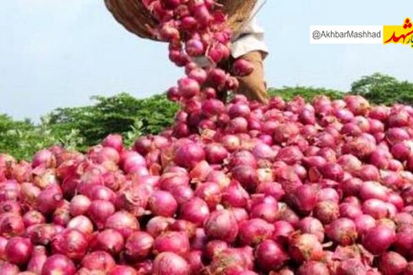 صرفه‌جویی ۳.۴ میلیون مترمکعبی آب با توسعه آبیاری نوین در کشت پیاز خراسان رضوی