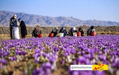 تاثیرات خشکسالی بر تولید گیاهان دارویی