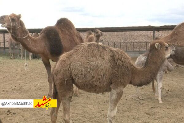 
شیر خشک شتر یکی از محصولات پرمنفعت برای صادرات است