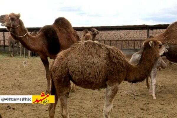 
شیر خشک شتر یکی از محصولات پرمنفعت برای صادرات است